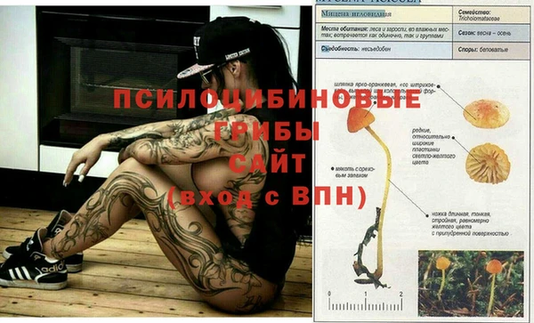 прущие грибы Алзамай